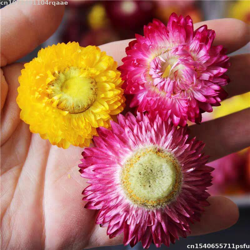 Soap Making Material Wholesale - 100% Natural Dried Flowers Bracteantha Bracteata